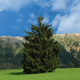 Illustration for article titled Majestic Pine Recruited For Yosemite By National Park Headhunters